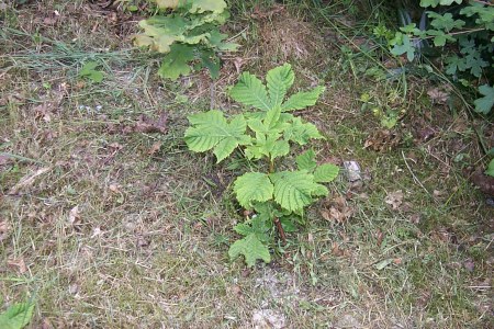 Kastanie aus Pirkenhammer